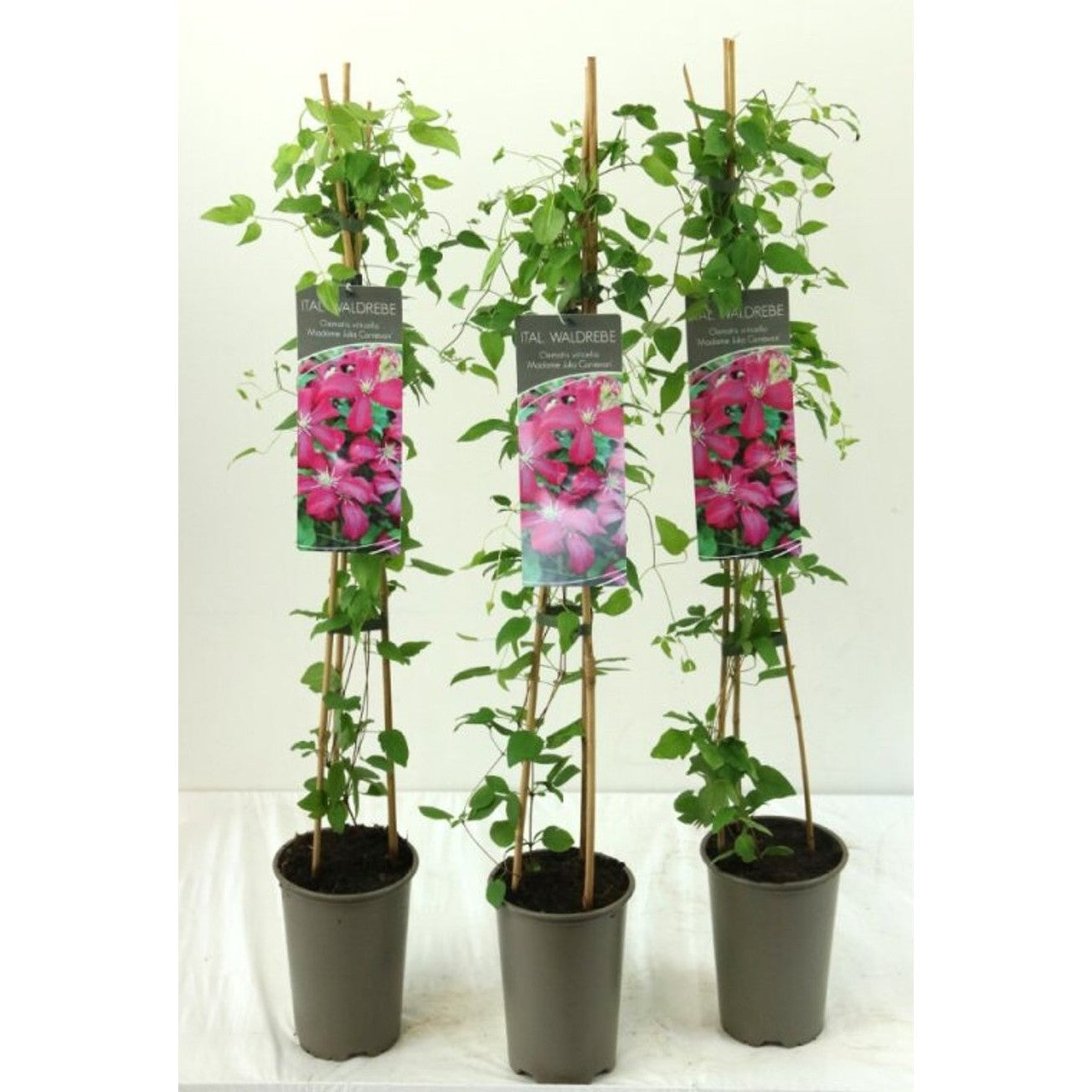 Klematis – Clematis 'Madame Julia Correvon' - C2 60-80 CM Stick